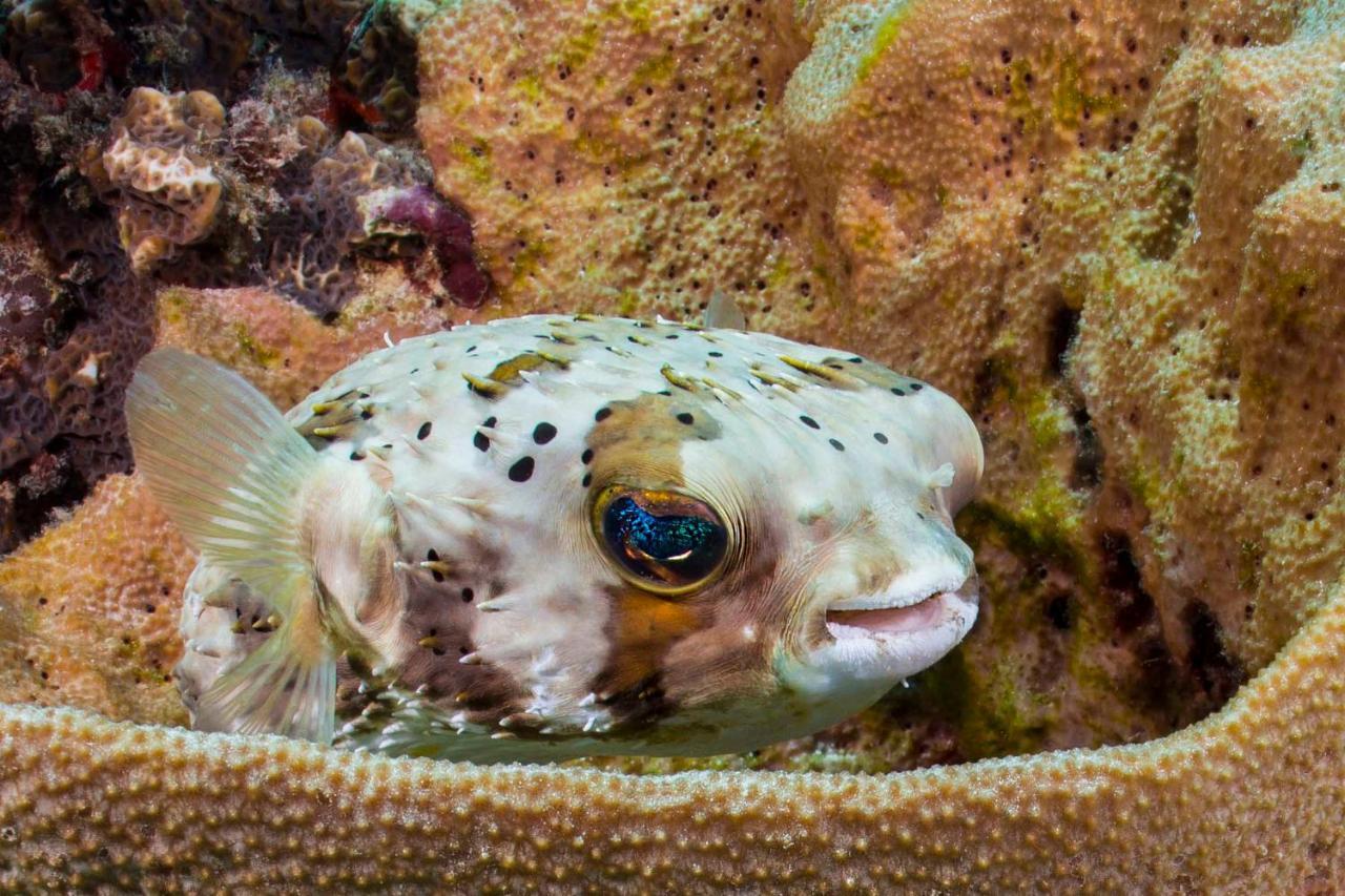 Den Laman - Balloonfish Кралендейк Экстерьер фото